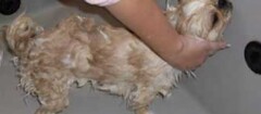 banho-e-tosa-de-animais-em-botucatu-1438979829