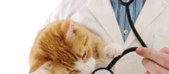 clinicas-veterinarias-em-botucatu-1438982408