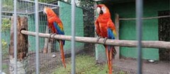 criadores-de-animais-em-botucatu-1438980007
