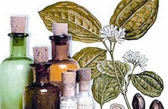 Homeophytus Homeopatia - Foto 1