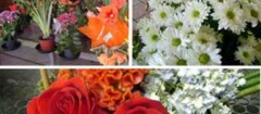 floricultura-em-botucatu-1439406661