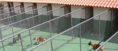 hotel-para-animais-em-botucatu-1438980828