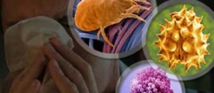 imunologia-em-botucatu-1439399525