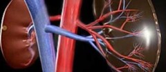 nefrologia-em-botucatu-1439400237