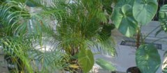plantas-ornamentais-em-botucatu-1439230162