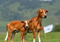 Faculdade de Medicina Veterinária Unesp Botucatu SP