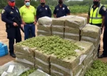 mega apreensão de maconha