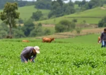 capacitações e consultorias para fortalecer o agro em Botucatu