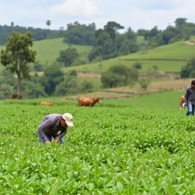 capacitações e consultorias para fortalecer o agro em Botucatu