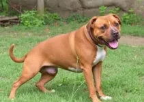 menino atacado por pitbull