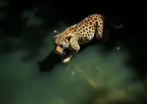 transfusão de sangue em onça-pintada