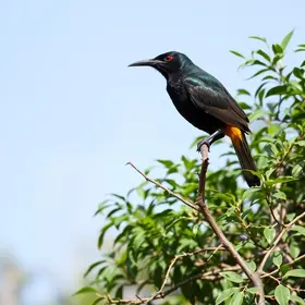 Festival de Aves